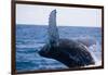 Humpback Whale Breaching from the Atlantic Ocean-DLILLC-Framed Photographic Print