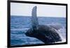 Humpback Whale Breaching from the Atlantic Ocean-DLILLC-Framed Photographic Print