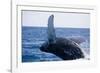 Humpback Whale Breaching from the Atlantic Ocean-DLILLC-Framed Photographic Print