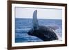 Humpback Whale Breaching from the Atlantic Ocean-DLILLC-Framed Photographic Print