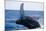 Humpback Whale Breaching from the Atlantic Ocean-DLILLC-Mounted Photographic Print