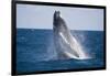 Humpback Whale Breaching from the Atlantic Ocean-DLILLC-Framed Photographic Print