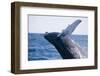 Humpback Whale Breaching from the Atlantic Ocean-DLILLC-Framed Photographic Print