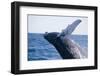 Humpback Whale Breaching from the Atlantic Ocean-DLILLC-Framed Photographic Print