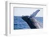 Humpback Whale Breaching from the Atlantic Ocean-DLILLC-Framed Photographic Print