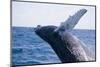 Humpback Whale Breaching from the Atlantic Ocean-DLILLC-Mounted Photographic Print