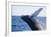 Humpback Whale Breaching from the Atlantic Ocean-DLILLC-Framed Photographic Print