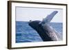 Humpback Whale Breaching from the Atlantic Ocean-DLILLC-Framed Photographic Print