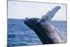 Humpback Whale Breaching from the Atlantic Ocean-DLILLC-Mounted Photographic Print