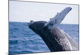 Humpback Whale Breaching from the Atlantic Ocean-DLILLC-Mounted Photographic Print