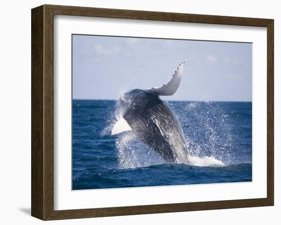 Humpback Whale Breaching from the Atlantic Ocean-DLILLC-Framed Photographic Print