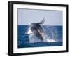 Humpback Whale Breaching from the Atlantic Ocean-DLILLC-Framed Photographic Print