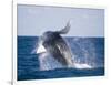 Humpback Whale Breaching from the Atlantic Ocean-DLILLC-Framed Photographic Print