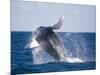 Humpback Whale Breaching from the Atlantic Ocean-DLILLC-Mounted Photographic Print