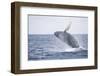 Humpback Whale Breaching from the Atlantic Ocean-DLILLC-Framed Photographic Print