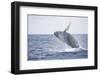 Humpback Whale Breaching from the Atlantic Ocean-DLILLC-Framed Photographic Print