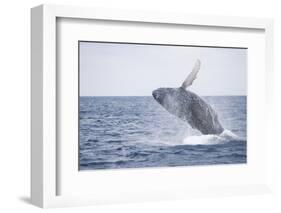 Humpback Whale Breaching from the Atlantic Ocean-DLILLC-Framed Photographic Print