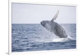 Humpback Whale Breaching from the Atlantic Ocean-DLILLC-Framed Photographic Print