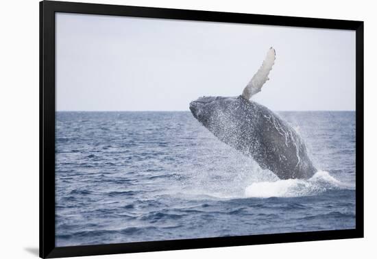 Humpback Whale Breaching from the Atlantic Ocean-DLILLC-Framed Photographic Print