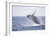 Humpback Whale Breaching from the Atlantic Ocean-DLILLC-Framed Photographic Print