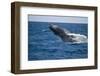 Humpback Whale Breaching from the Atlantic Ocean-DLILLC-Framed Photographic Print