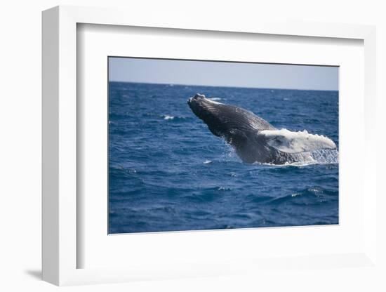 Humpback Whale Breaching from the Atlantic Ocean-DLILLC-Framed Photographic Print