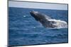 Humpback Whale Breaching from the Atlantic Ocean-DLILLC-Mounted Photographic Print