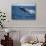 Humpback Whale Breaching from the Atlantic Ocean-DLILLC-Photographic Print displayed on a wall