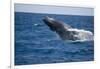 Humpback Whale Breaching from the Atlantic Ocean-DLILLC-Framed Photographic Print