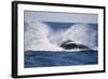 Humpback Whale Breaching from the Atlantic Ocean-DLILLC-Framed Photographic Print