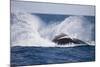 Humpback Whale Breaching from the Atlantic Ocean-DLILLC-Mounted Photographic Print