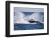 Humpback Whale Breaching from the Atlantic Ocean-DLILLC-Framed Photographic Print