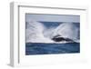 Humpback Whale Breaching from the Atlantic Ocean-DLILLC-Framed Photographic Print