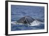 Humpback Whale Breaching from the Atlantic Ocean-DLILLC-Framed Photographic Print