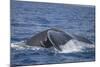 Humpback Whale Breaching from the Atlantic Ocean-DLILLC-Mounted Photographic Print