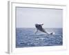 Humpback Whale Breaching from the Atlantic Ocean-DLILLC-Framed Photographic Print