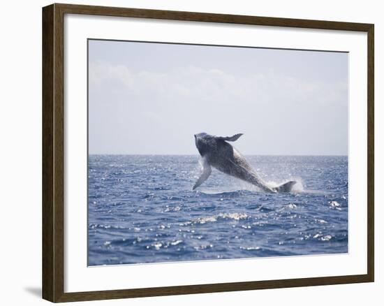 Humpback Whale Breaching from the Atlantic Ocean-DLILLC-Framed Photographic Print