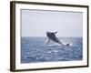 Humpback Whale Breaching from the Atlantic Ocean-DLILLC-Framed Photographic Print