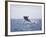 Humpback Whale Breaching from the Atlantic Ocean-DLILLC-Framed Photographic Print