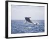 Humpback Whale Breaching from the Atlantic Ocean-DLILLC-Framed Photographic Print