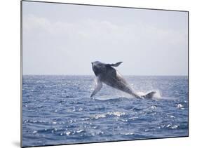 Humpback Whale Breaching from the Atlantic Ocean-DLILLC-Mounted Photographic Print