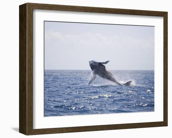 Humpback Whale Breaching from the Atlantic Ocean-DLILLC-Framed Photographic Print