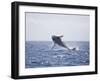 Humpback Whale Breaching from the Atlantic Ocean-DLILLC-Framed Photographic Print