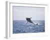 Humpback Whale Breaching from the Atlantic Ocean-DLILLC-Framed Photographic Print