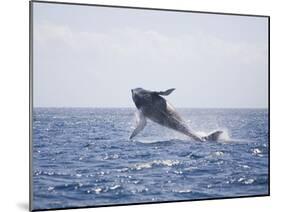 Humpback Whale Breaching from the Atlantic Ocean-DLILLC-Mounted Photographic Print