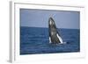 Humpback Whale Breaching from the Atlantic Ocean-DLILLC-Framed Photographic Print