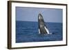 Humpback Whale Breaching from the Atlantic Ocean-DLILLC-Framed Photographic Print