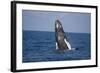 Humpback Whale Breaching from the Atlantic Ocean-DLILLC-Framed Photographic Print