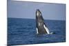 Humpback Whale Breaching from the Atlantic Ocean-DLILLC-Mounted Photographic Print