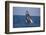 Humpback Whale Breaching from the Atlantic Ocean-DLILLC-Framed Photographic Print